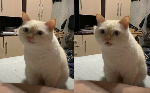 (影)貓咪見奴才吃零食竟跟著「嚼起來」 網笑：空舔王4你？