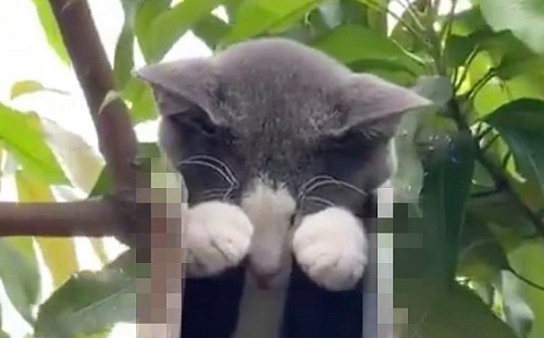 (影)貓咪在「神祕小空間」埋頭狂睡　路過男子驚：為什麼在那裏？