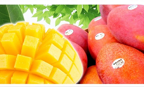 台灣芒果番石榴成功前進歐盟市場！農業部喊話拚全球