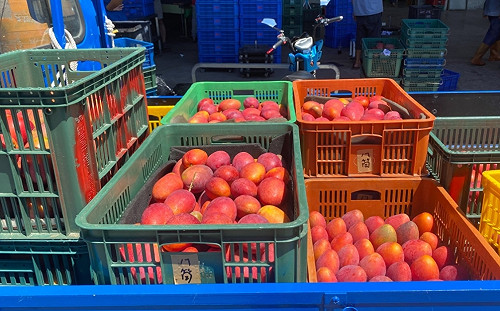 澳門再指台灣芒果包裝含新冠病毒  3天內兩度