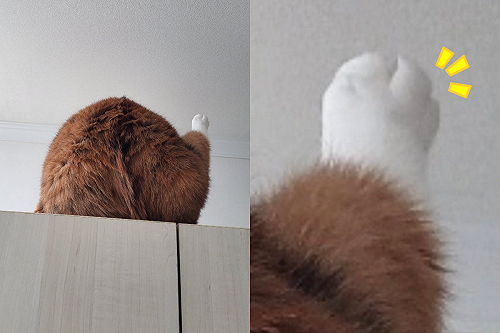 貓咪理毛背影宛如「誘人烤雞」　網直呼：口水要流下來了！