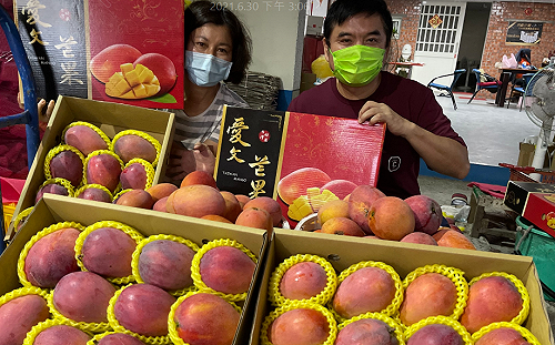屏東芒果被退訂數日化解！綠委讚：團結一定能戰勝疫情