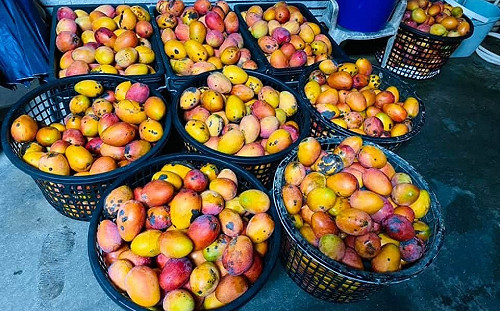 貨運暴增無法正常配送！果農心血報銷：芒果長黑點全當肥料