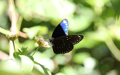 7月大量紫斑蝶南遷墾丁！墾管處：請減速慢行保護蝴蝶