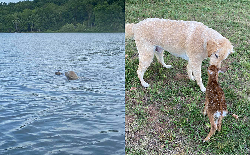 (影)小鹿溺水被「英勇金金」拯救　隔天不忘登門道謝：好在有你！