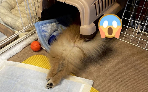 主人驚見博美「身體切兩半」倒臥在籠子　得知真相笑噴3萬人！