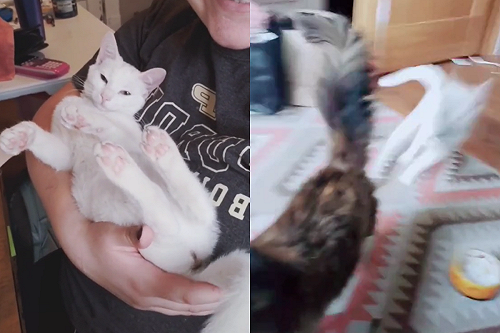 主人喚玳瑁貓「小公主」　白貓吃醋從別房高速衝來：我才是！