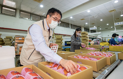 台南郵局神助攻 芒果半個月賣逾10公噸