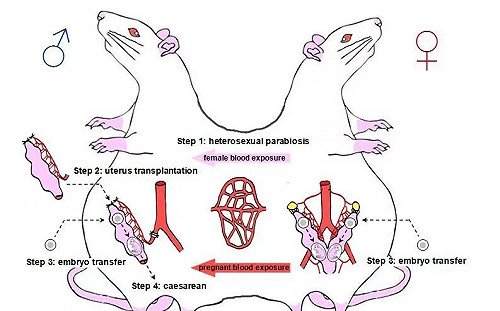 中國學者「公鼠懷孕」實驗挨轟 引發倫理爭議欲下架論文又取消