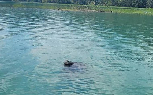 日月潭蓄水達98%！只差31公分滿水位：九蛙疊像剩半隻探頭