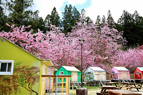 微解封》武陵農場13日、梨山賓館15日起有條件開放