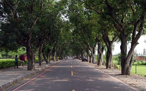 微解封》雲林夜市盼13日復業 古坑綠色隧道人流控管難不開放