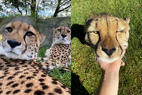 (影)獵豹化身超賣萌「呼嚕機器」　融化眾多網民：太療癒了！