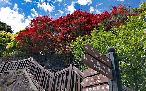 微解封》參山處直播賣水果 遊客中心、步道有條件開放