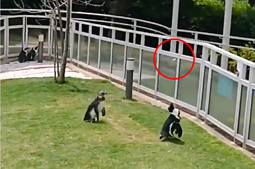 (影)企鵝看見蝴蝶後「雙臂狂舞」興奮追逐　網笑：在學怎麼飛？