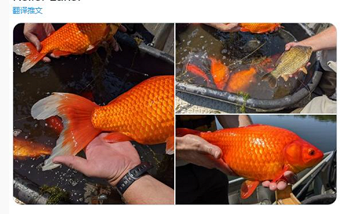 美國小城現巨無霸金魚 當地官員崩潰：別再亂放生！