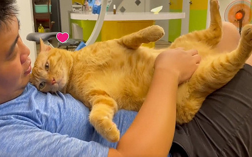 (影)橘貓翻肚任人「上下搓揉」 爸笑:我有這樣的貓你沒有!