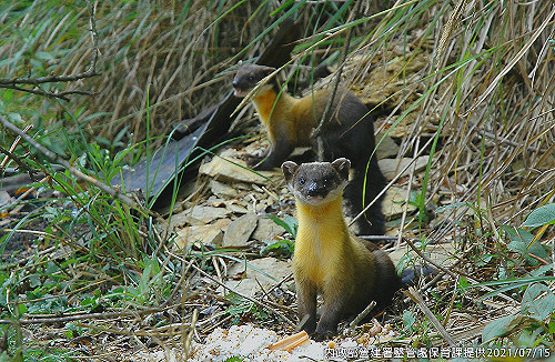 國內首例黃喉貂狂犬病確診！疾管署增列咬傷後疫苗接種對象