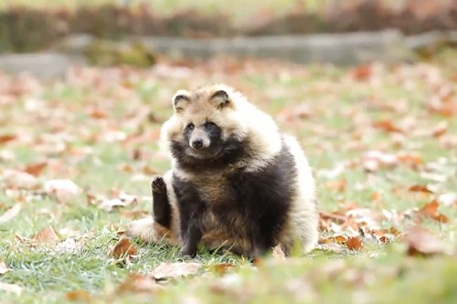 (影)狸貓想搔癢抬腿卻只「抓空氣」　網一看笑：腰間肉太厚！