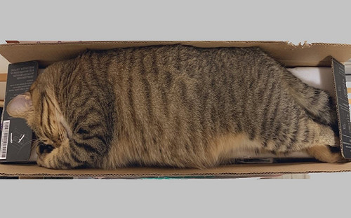 虎斑貓擠進80公分長形紙箱 網笑:真是一「條」貓!
