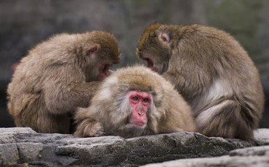 中國驚爆首例人類感染猴B病毒 解剖死猴百日斷魂