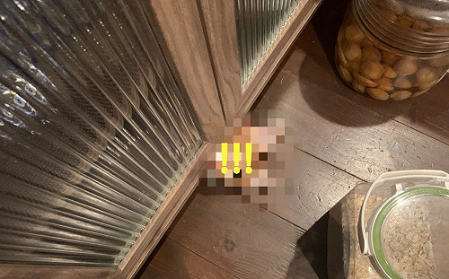 感覺有人偷看?奴才低頭見「毛毛頭」驚:嚇死人了!