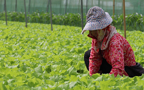 烟花颱風襲台!農委會提醒:葉菜類、香蕉盡快採收
