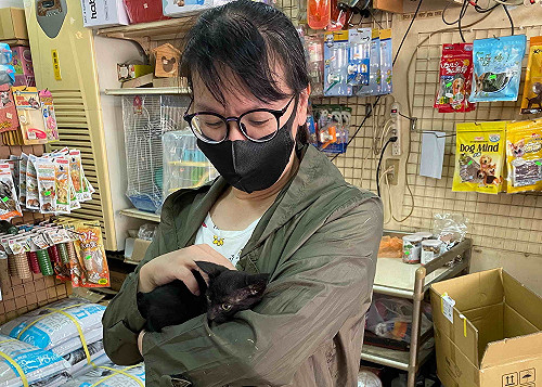 新北中和動物之家半年救援212件 橋中貓驚險獲救再添1例