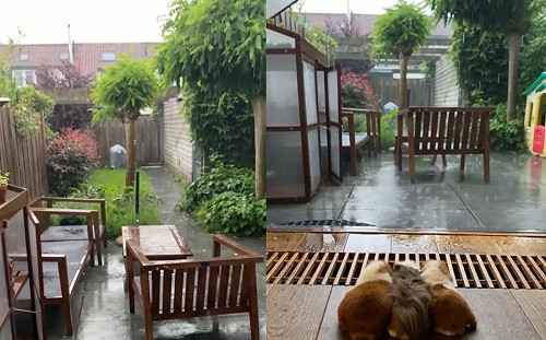 外面下雷雨!三隻天竺鼠擠一起看屋外  網:背影好落寞!