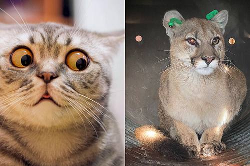 (影)貓咪散步突炸毛　奴才跟上後傻眼：我家走廊有美洲獅！？