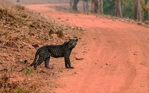 攝影師外拍巧遇稀有黑色花豹  迷人姿態驚艷網友！