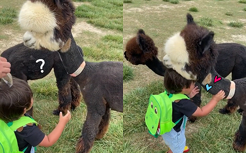 (影)萌萌羊駝「撲進孩子懷中」　暖心蹭蹭萌翻網：好有愛！