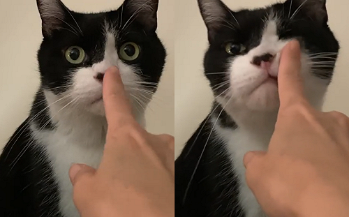 賓士貓「愛意滿滿」蹭奴才　撒嬌模樣惹網羨：超級乖！