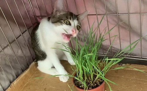 新北動保處171隻貓寶貝好口福   景觀處免費供應小麥草