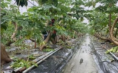 5月梅雨襲台農損1697萬！農委會：屏東最慘重