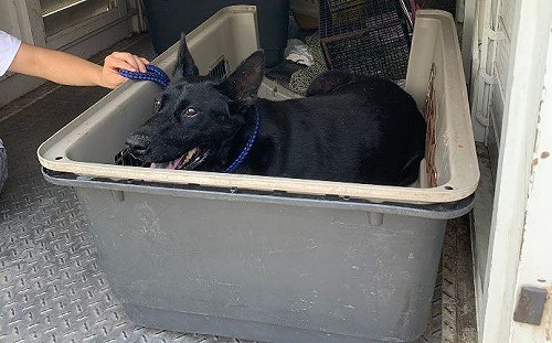 大黑犬跌落山坡受困  新北動保員機智成功救援