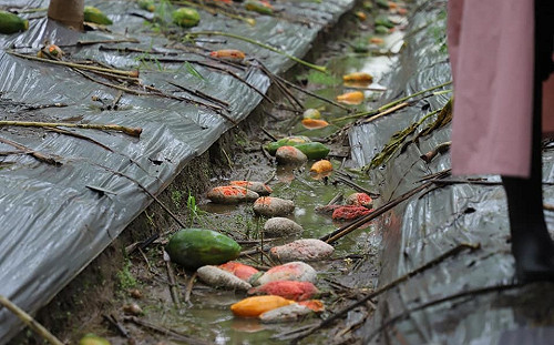 豪雨全台農損破4.2億！農委會：嘉義損失最慘重