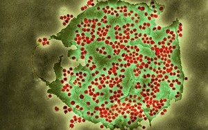 外洩文件：武漢科學家曾想把冠狀病毒顆粒釋放到洞穴｢替蝙蝠接種｣
