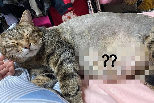 (影)11公斤虎斑貓剃毛狂露鮪魚肚　媽：以為只是毛蓬！