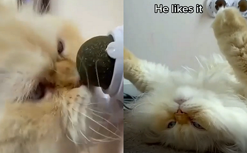 貓咪見貓草球「秒衝上前」 下秒攤肚躺平：太好吸！