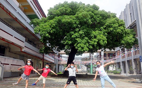 鳳山曹公國小148歲巨樹獲選全國最美校樹優等