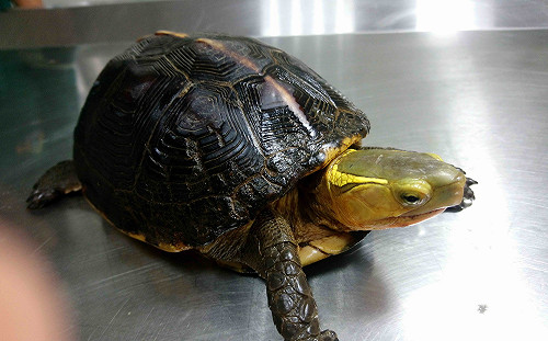 新北生態豐富 動保處今年已救6隻一級保育類食蛇龜