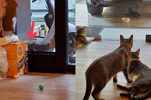 浪貓突「胃口大增」狂吃好幾頓　解開真相網友爆笑：有分身！