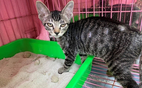 夏季潮濕悶熱夏天  新北動保處協助飼主擊退貓癬