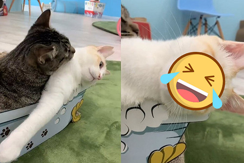 (影)白貓被同伴趴身體舔毛　一臉虛無：已生無可戀！