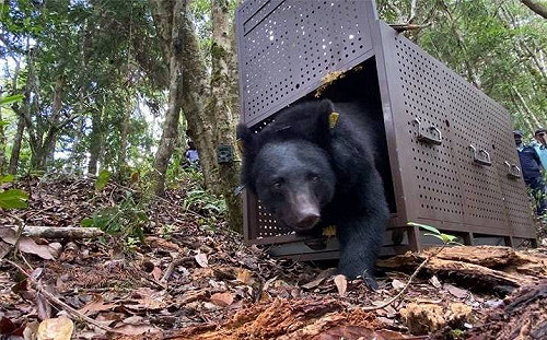 台東崁頂黑熊Umas痊癒  帶著布農族人的祝福奔向自由