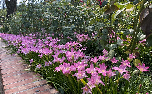 開花率達9成！雨後精靈風雨蘭士林官邸盛開中