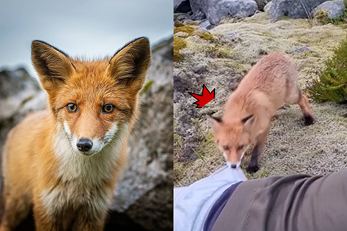 好奇幼狐偷咬人類卻「做這反應」 網友看了笑：褲子好吃嗎？