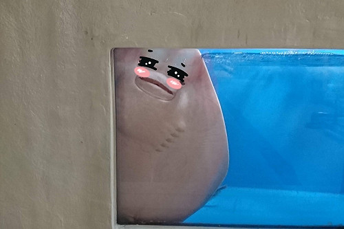 魟魚躲櫥窗「偷看」　嬌羞行為宛如懷春少女！