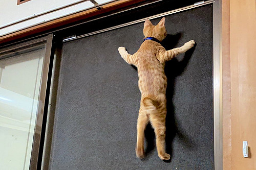 推主驚見橘貓化身「忍者」攀岩紗窗　網笑：好大的壁虎！